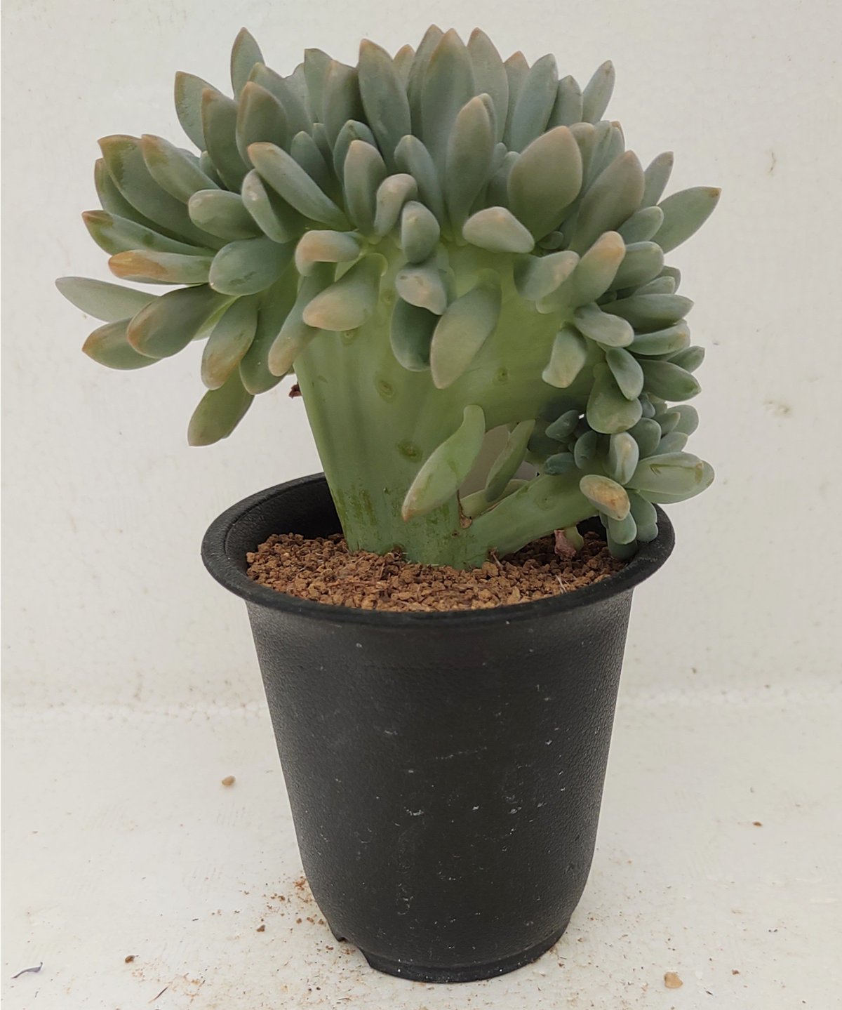 エクスパトリカ綴化 グラプトペタルム | toA Succulent