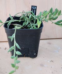 ワテルメイエリー クラッスラ | toA Succulent