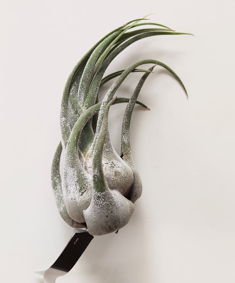 セレリアナ チランジア | toA Succulent