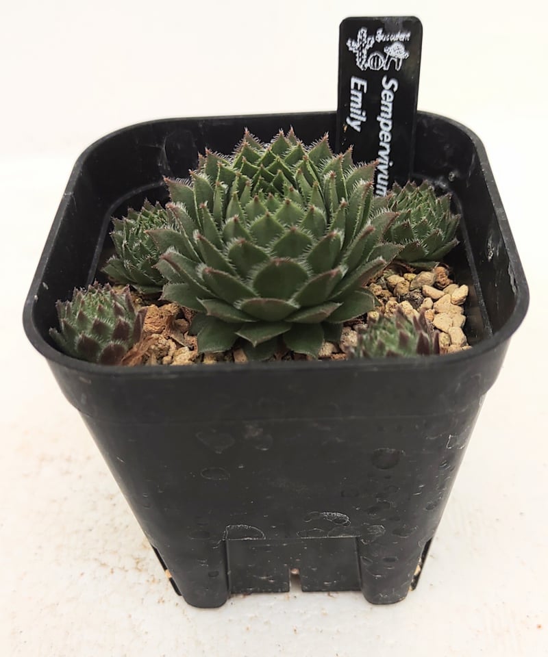 エミリー センペルビウム | toA Succulent