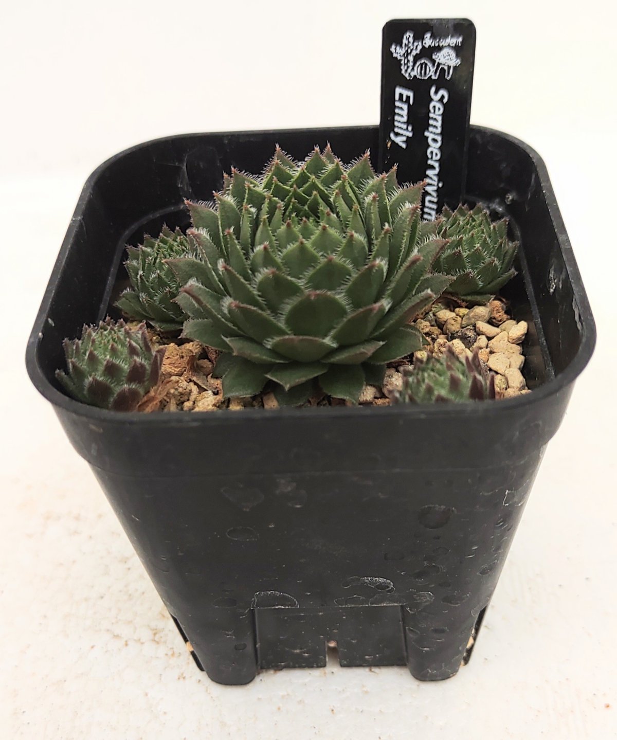 エミリー センペルビウム | toA Succulent