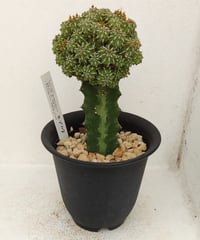 セプルタ　ユーフォルビア