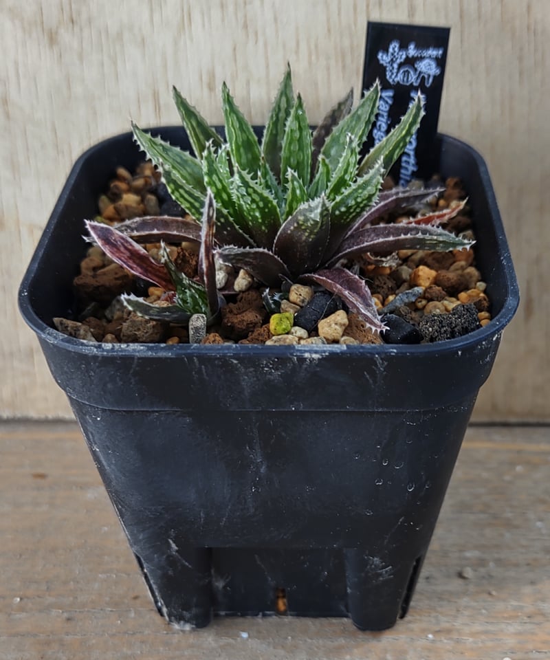 バリエガータモデスタ ハオルチア | toA Succulent