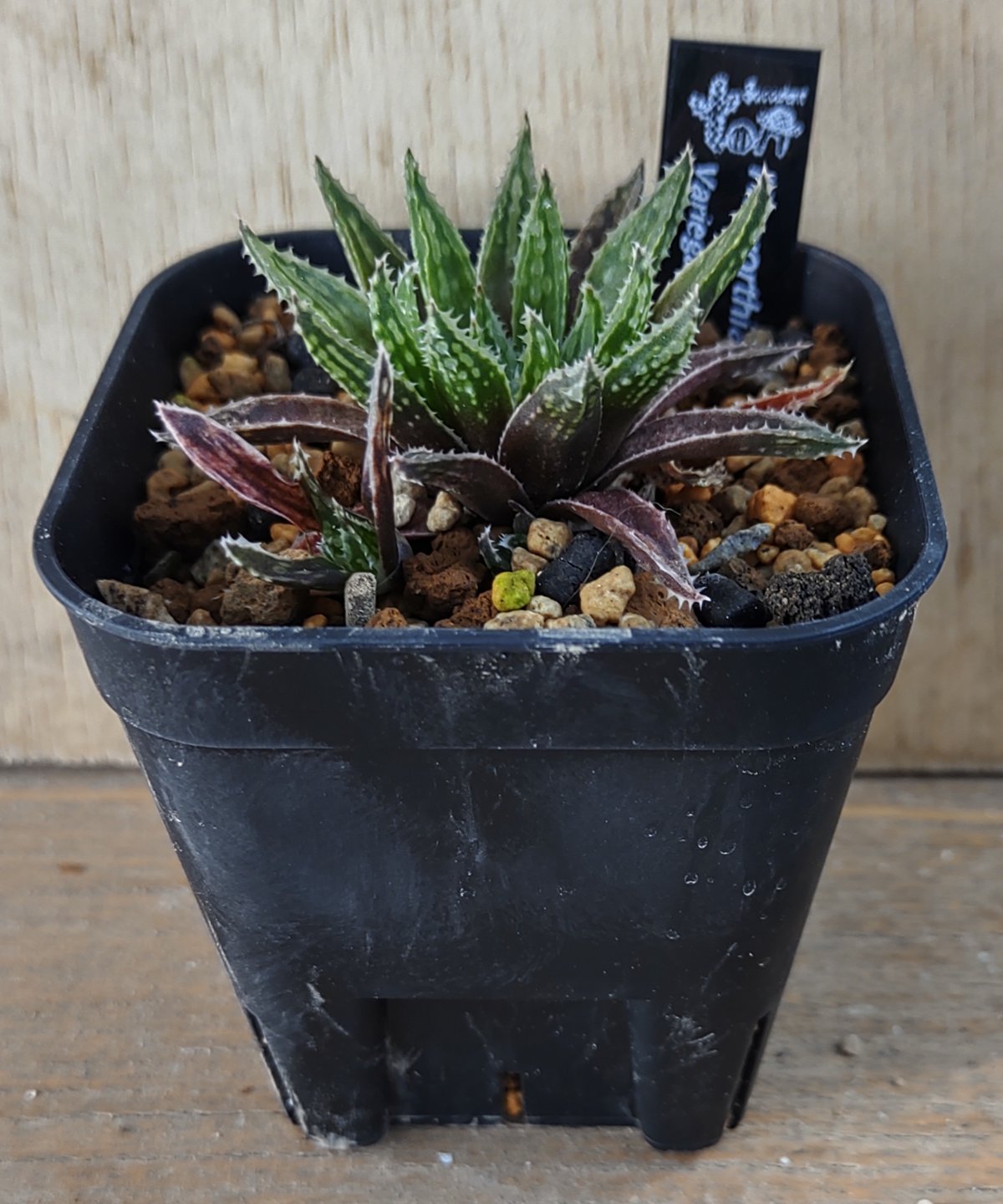 バリエガータモデスタ ハオルチア | toA Succulent