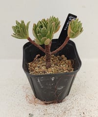 ビッグバン L アエオニウム | toA Succulent