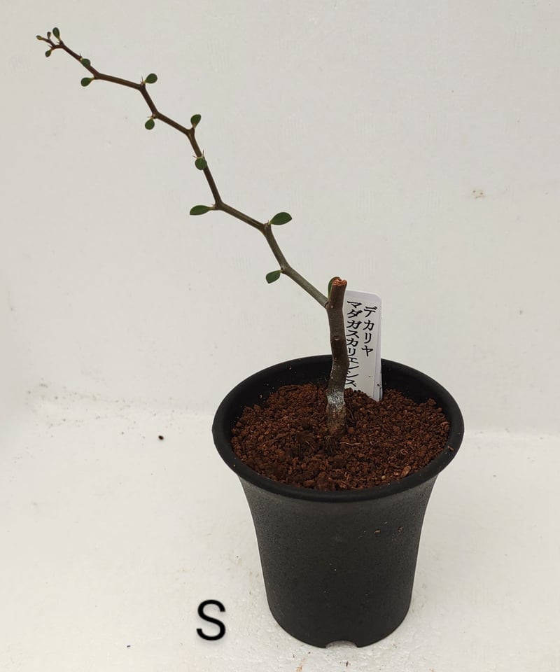 デカリア マダガスカルエンシス　ジグザグの木 デカリア・マダガスカリエンシス（Decarya madagascariensis）の