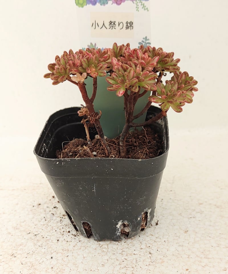 小人の祭り錦 アエオニウム | toA Succulent