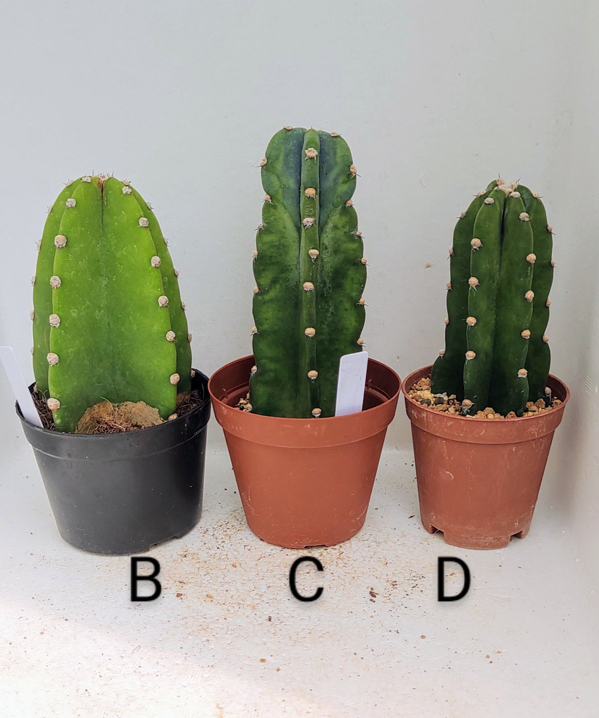 柱サボテン | toA Succulent