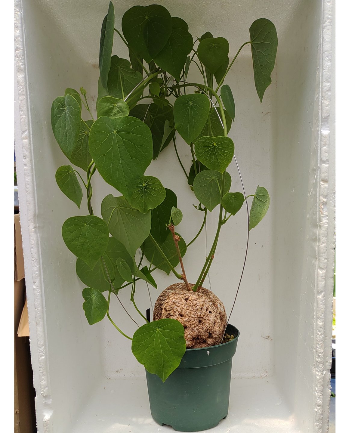 ステファニア ヴェノサ 6号 塊根植物 ステファニア ヴェノサ (ヴェノーサ)① [ 観葉植物 塊根植物