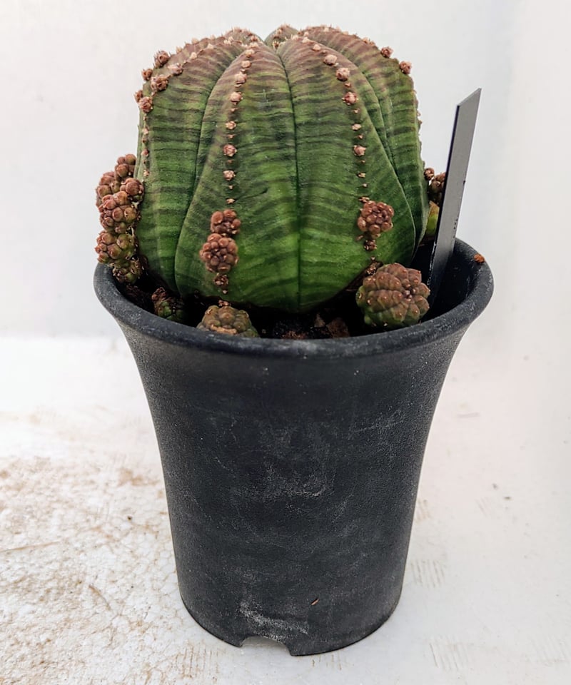 シンメトリカ L ユーフォルビア | toA Succulent シンメトリカ L ユーフォルビア | toA Succulent