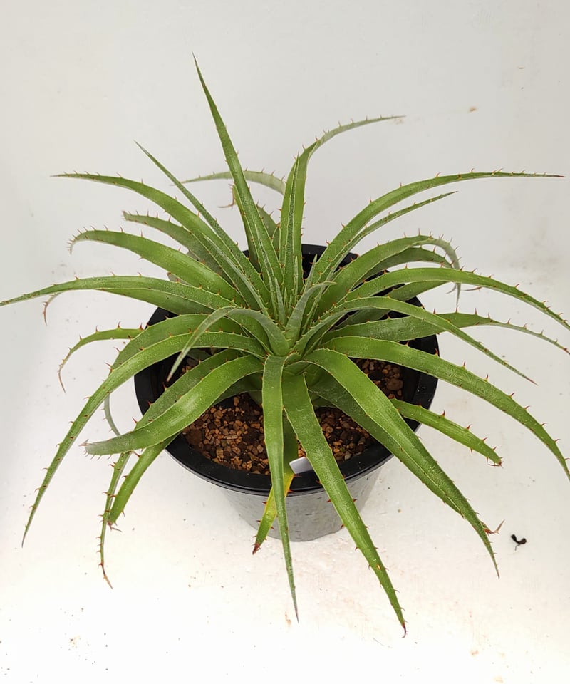 セルーレア プヤ | toA Succulent