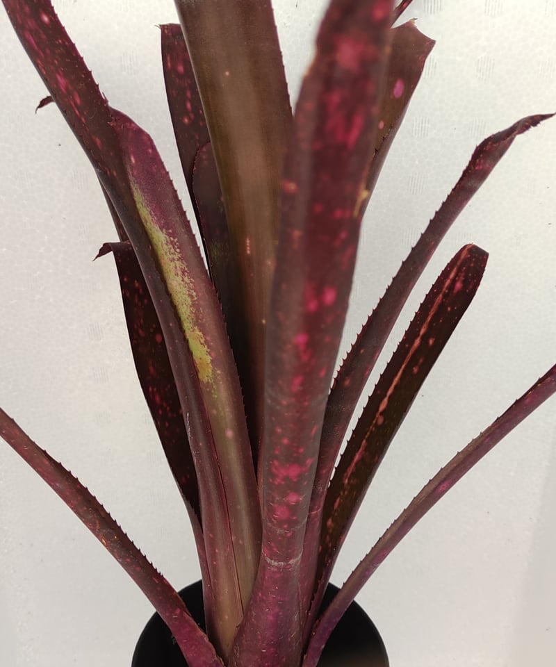 テンエー ビルベルギア | toA Succulent