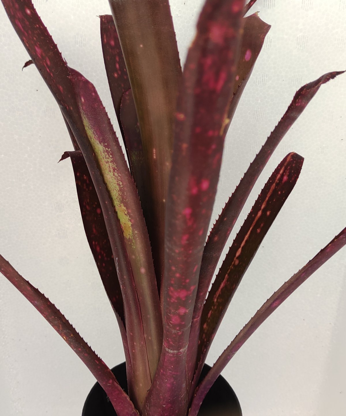 テンエー ビルベルギア | toA Succulent