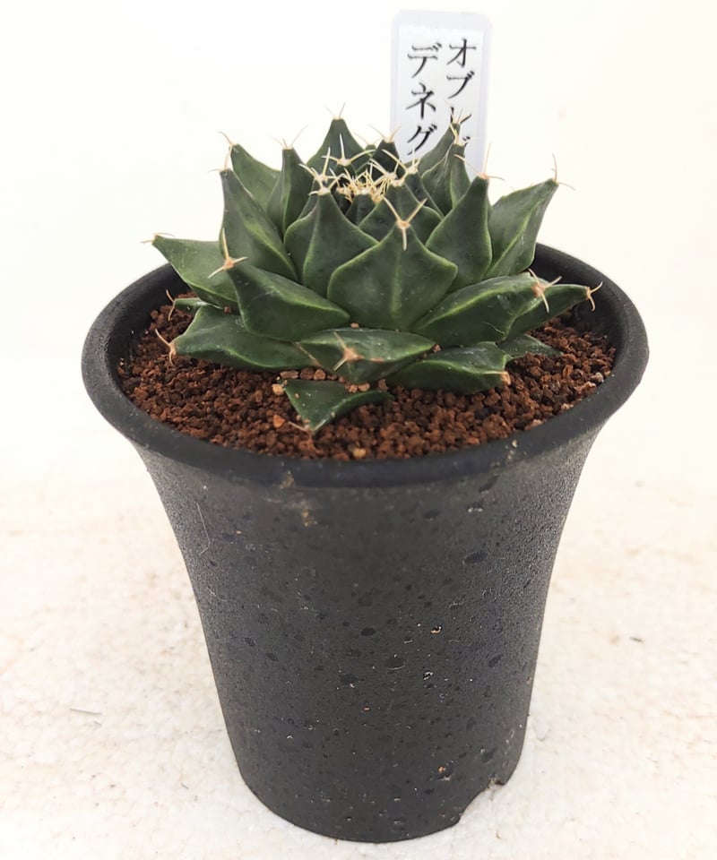 デニグリー オブレゴニア | toA Succulent