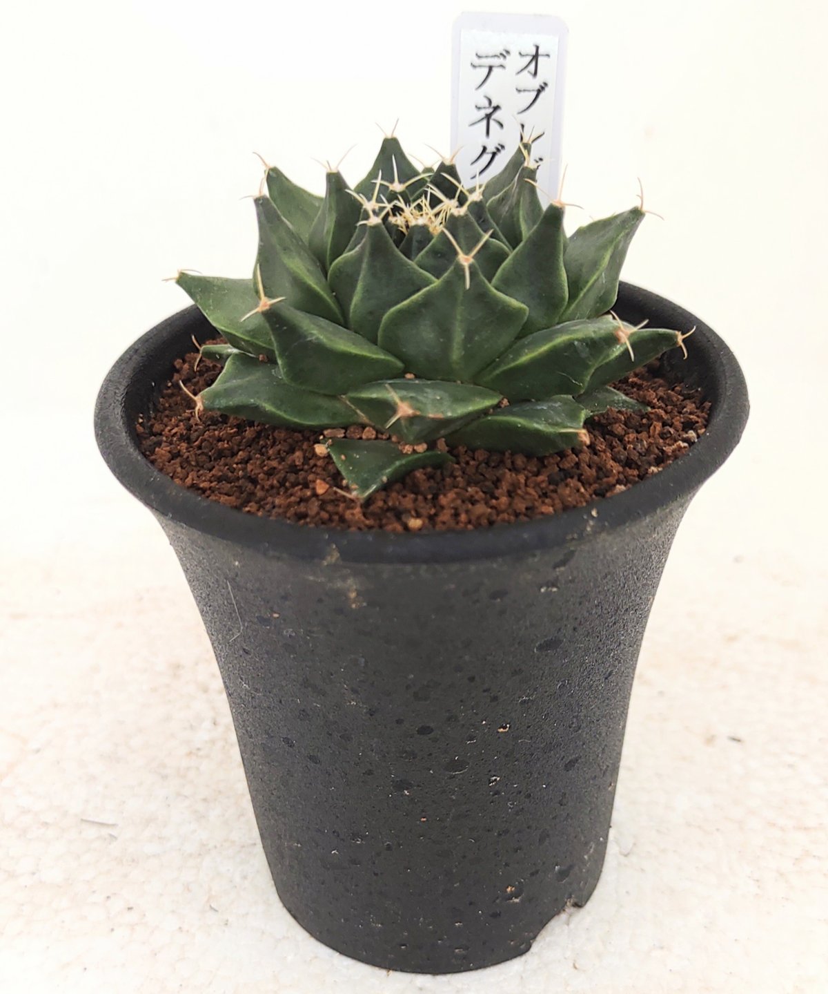 デニグリー オブレゴニア | toA Succulent