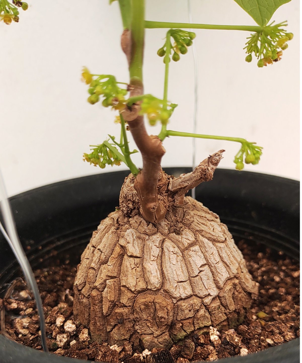 スベローサ C ステファニア | toA Succulent スベローサ C ステファニア | toA Succulent