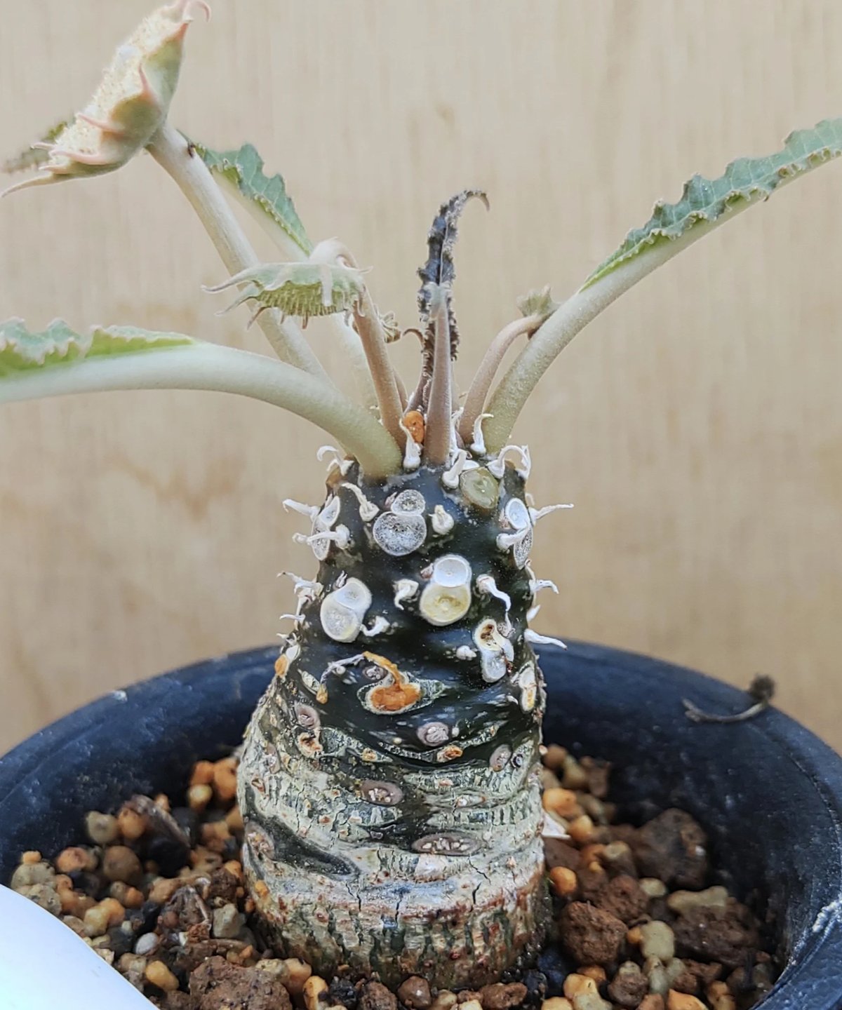 ドルステニア エレンベッキアナ 種子5粒 ドルステニア エレンベッキアナ 種子5粒 先見の明となるか⁉️ | rysmy