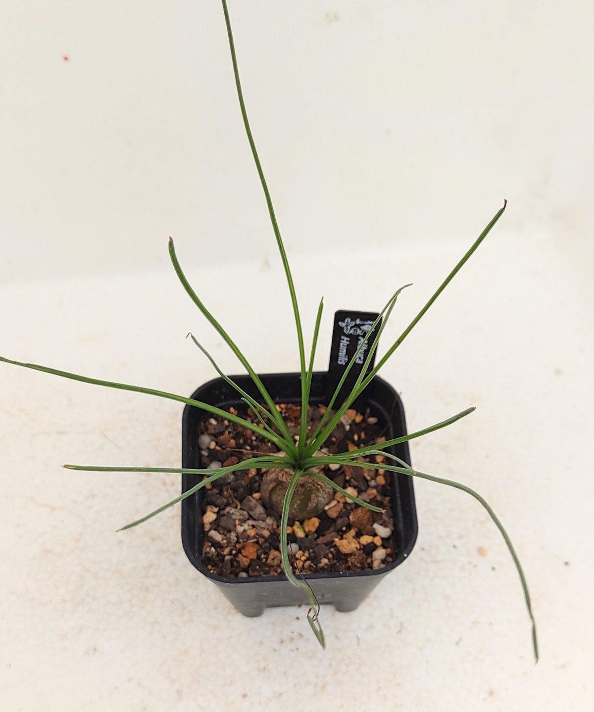 フミリス アルブカ | toA Succulent