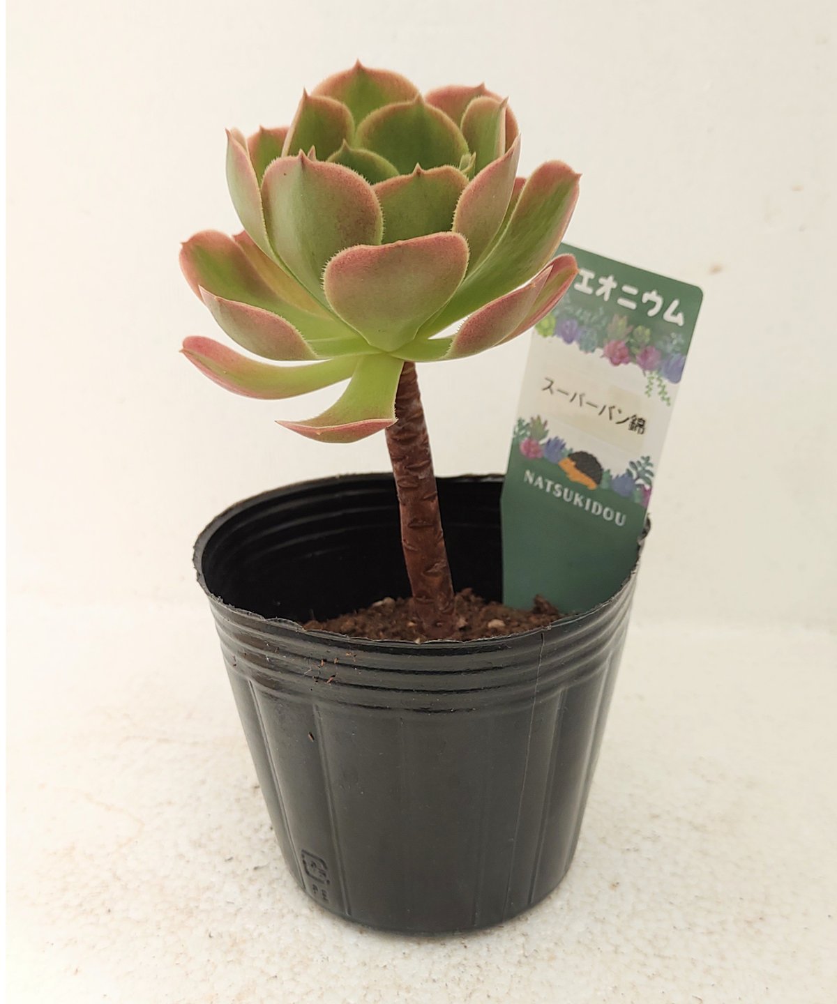 29#多肉植物アエオニウム錦❤️スーパーバン❤️1大頭13cm拨き苗