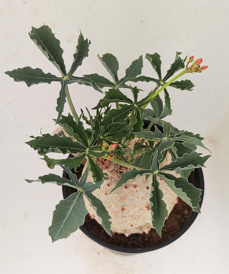 錦珊瑚 ヤトロファカタルティカ ベルランディエリ | toA Succulent