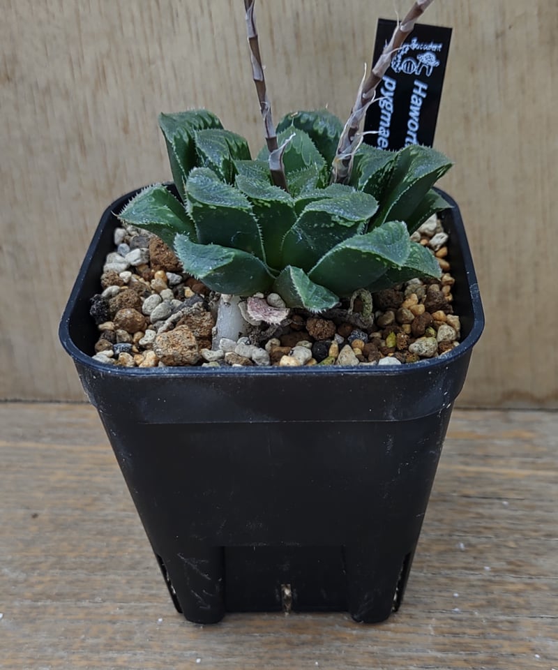 ピグマエア ハオルチア | toA Succulent