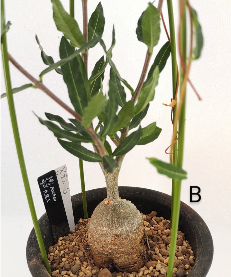 火星人 フォッケア | toA Succulent