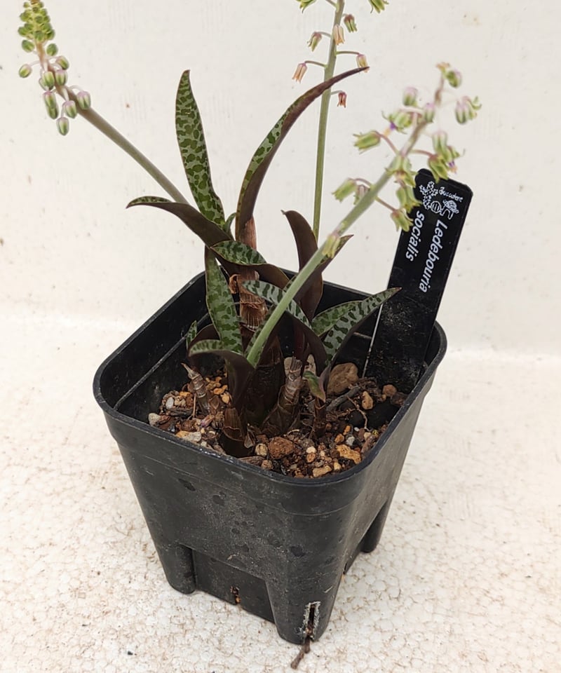 豹紋 レデボウリア | toA Succulent