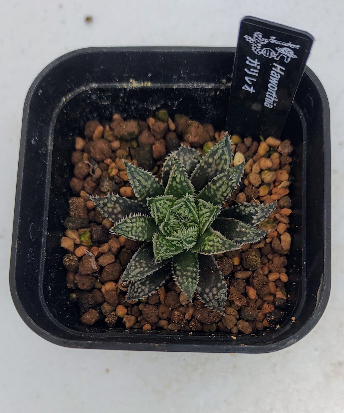 ガリレオ ハオルチア | toA Succulent