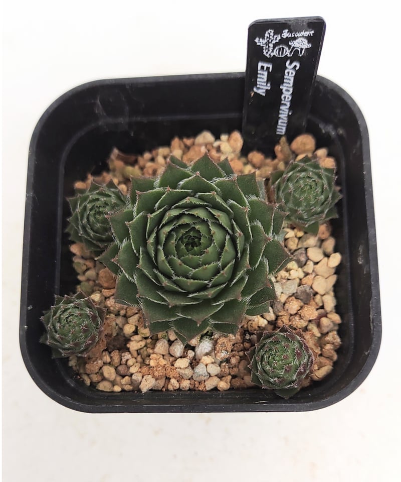 エミリー センペルビウム | toA Succulent