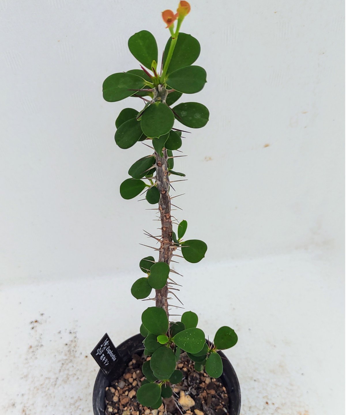 ユーフォルビア　花キリン　大株 ユーフォルビア 花キリン 大株 多肉植物 大株トゲナシハナキリン