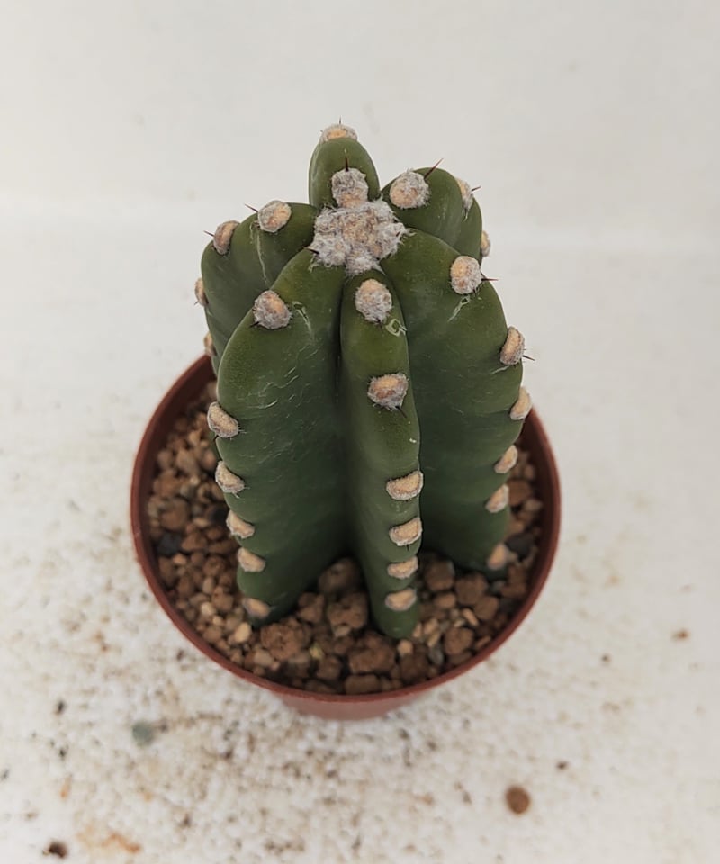 柱サボテン D | toA Succulent