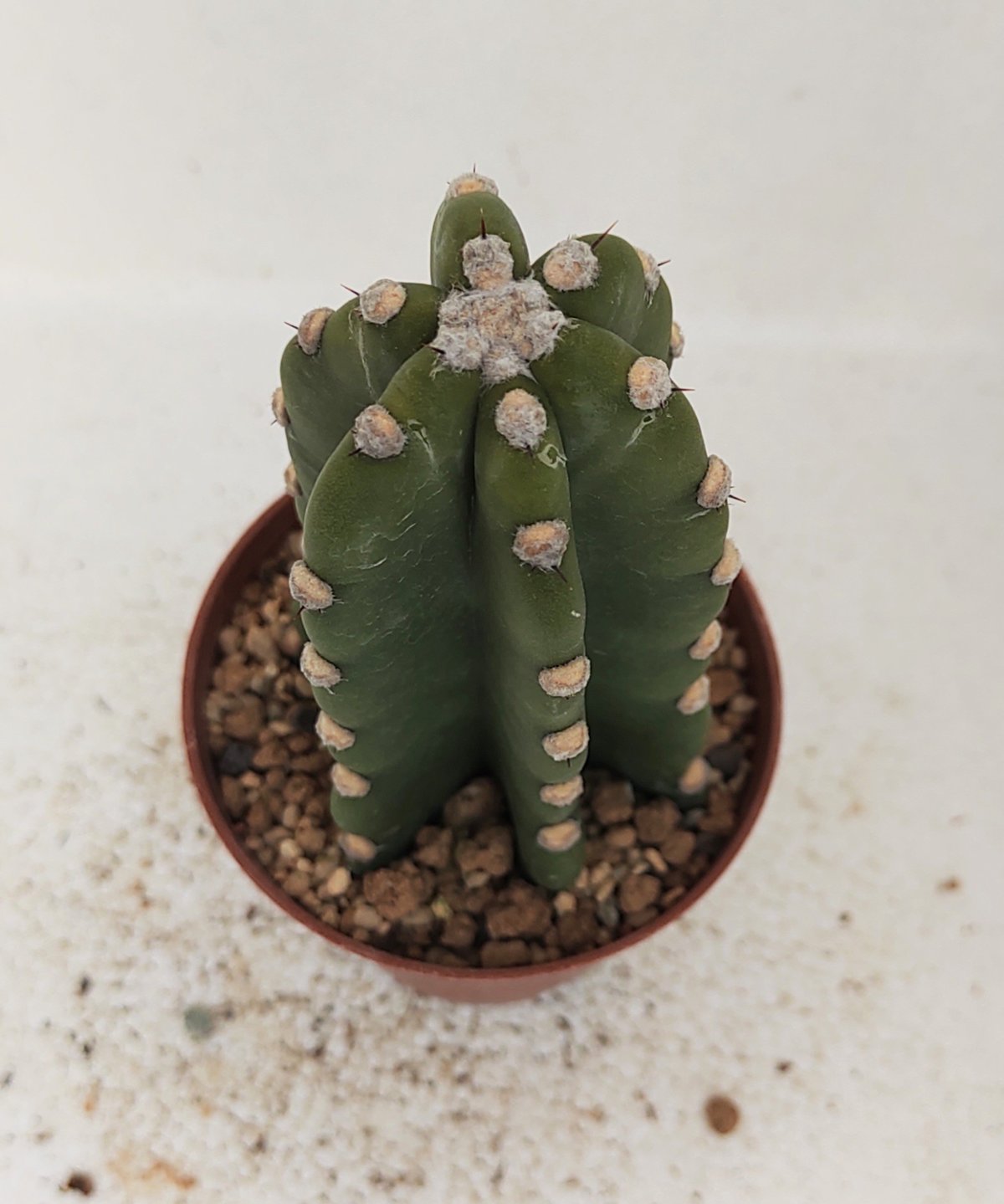 柱サボテン D | toA Succulent