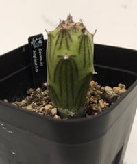 サギナータス　セネシオ