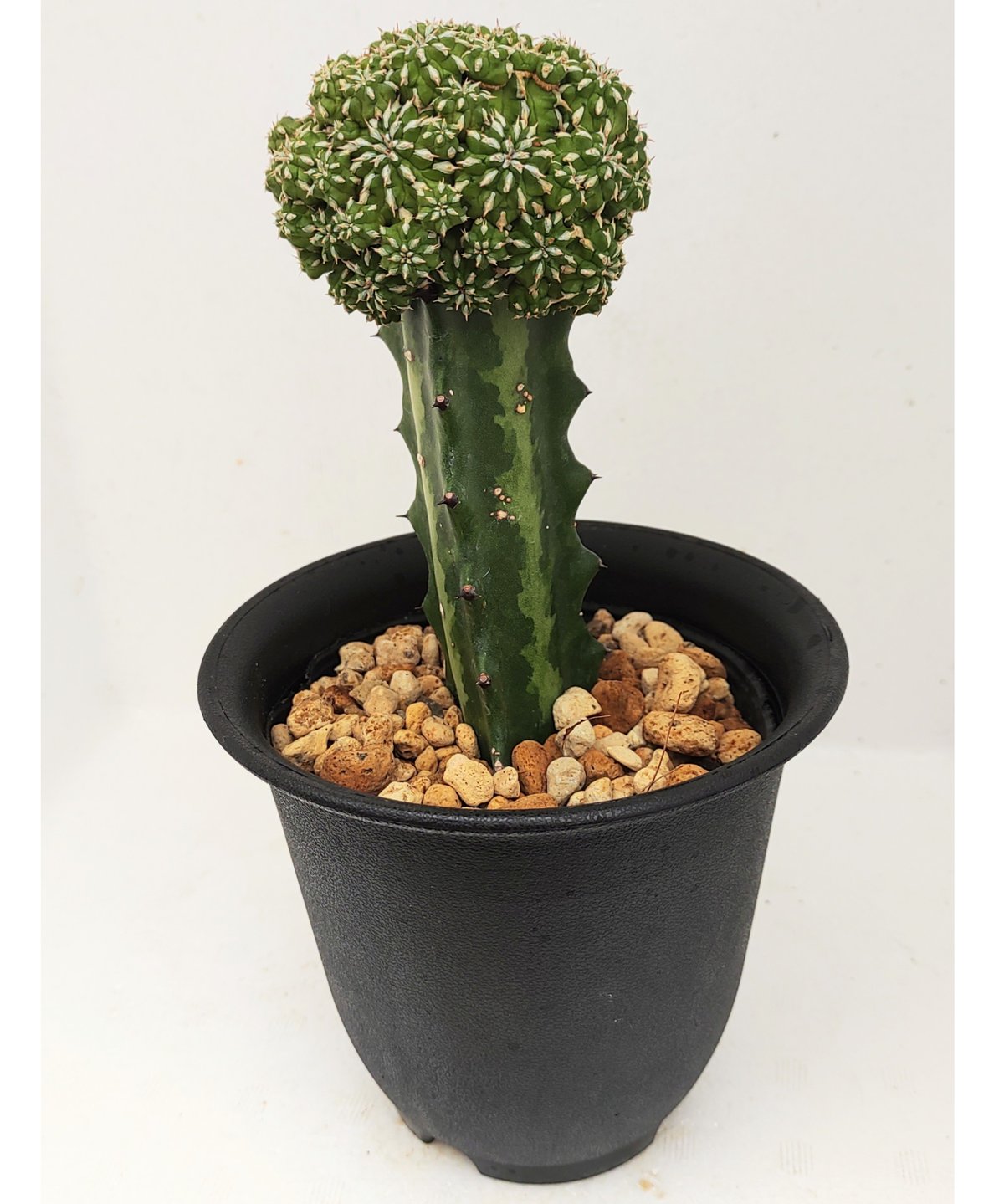 ユーフォルビア　セプルタ　群生　接木　美株 ユーフォルビア セプルタ 接木 Euphorbia sepulta no.32103 |