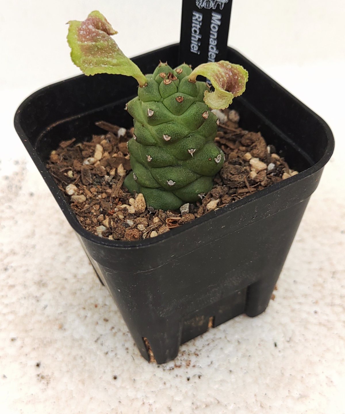 リチェイ モナデニウム | toA Succulent