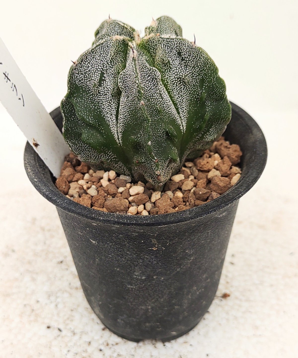 複隆ヘキラン サボテン | toA Succulent