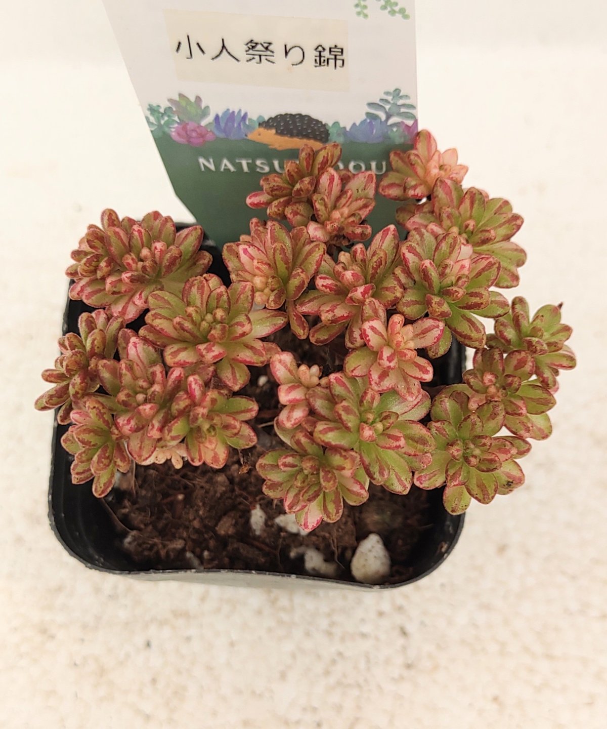 小人の祭り錦 アエオニウム | toA Succulent