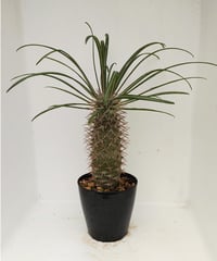 ゲアイ パキポディウム | toA Succulent