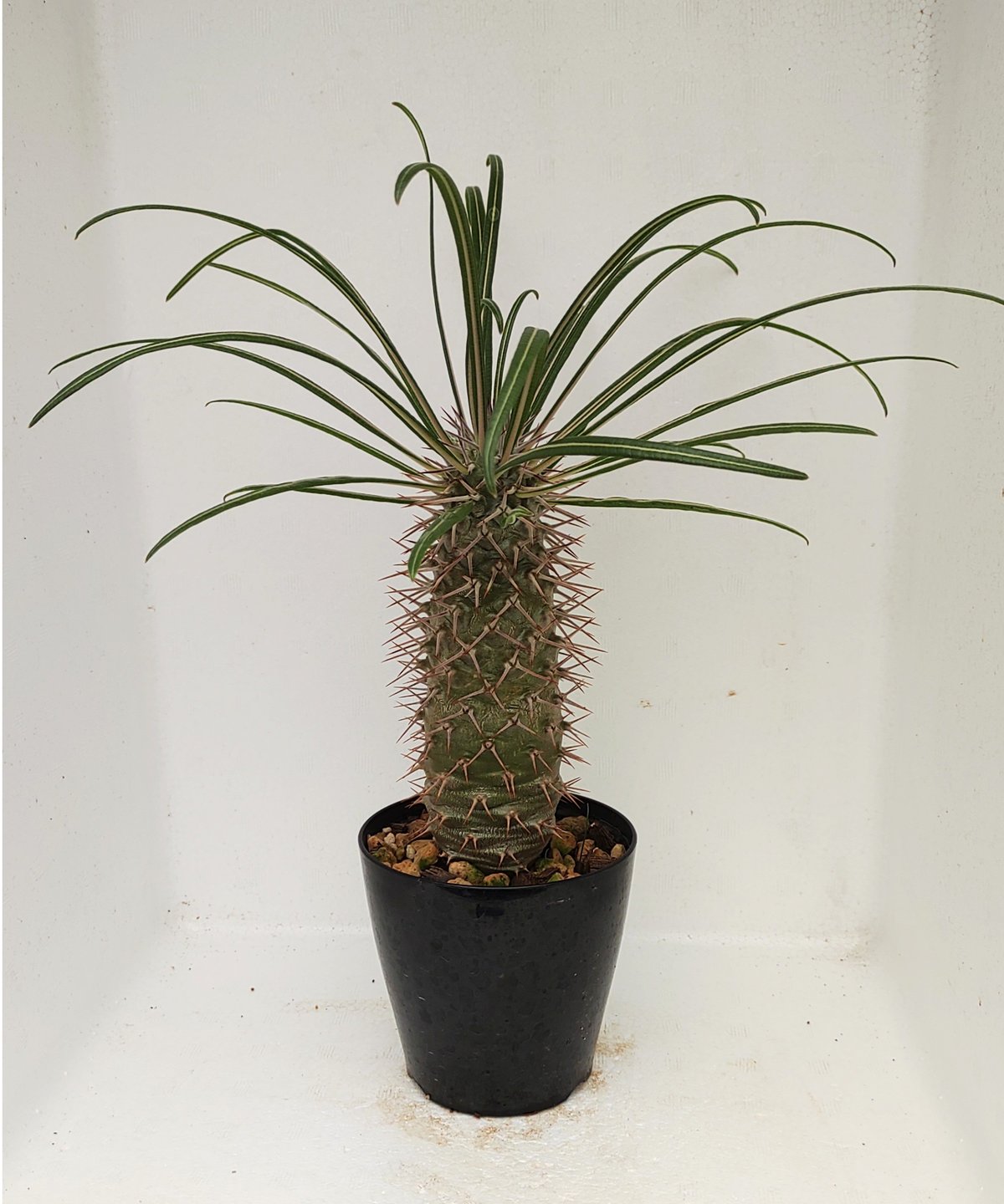 パキポディウム　ミケア　大株　現品 ゲアイ パキポディウム | toA Succulent