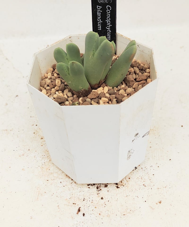 ブランダム コノフィツム | toA Succulent