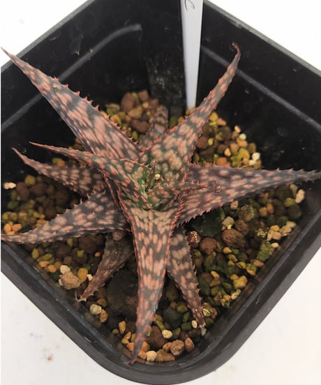 あ*し様 アロエ ハイブリッド　TCT ゴールデンタワー あ*し様 アロエ ハイブリッド TCT ゴールデンタワー - メルカリ