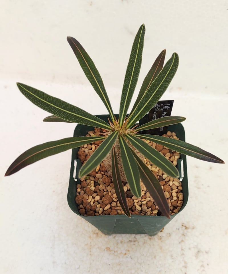 カクチペス S パキポディウム | toA Succulent カクチペス S パキポディウム | toA Succulent