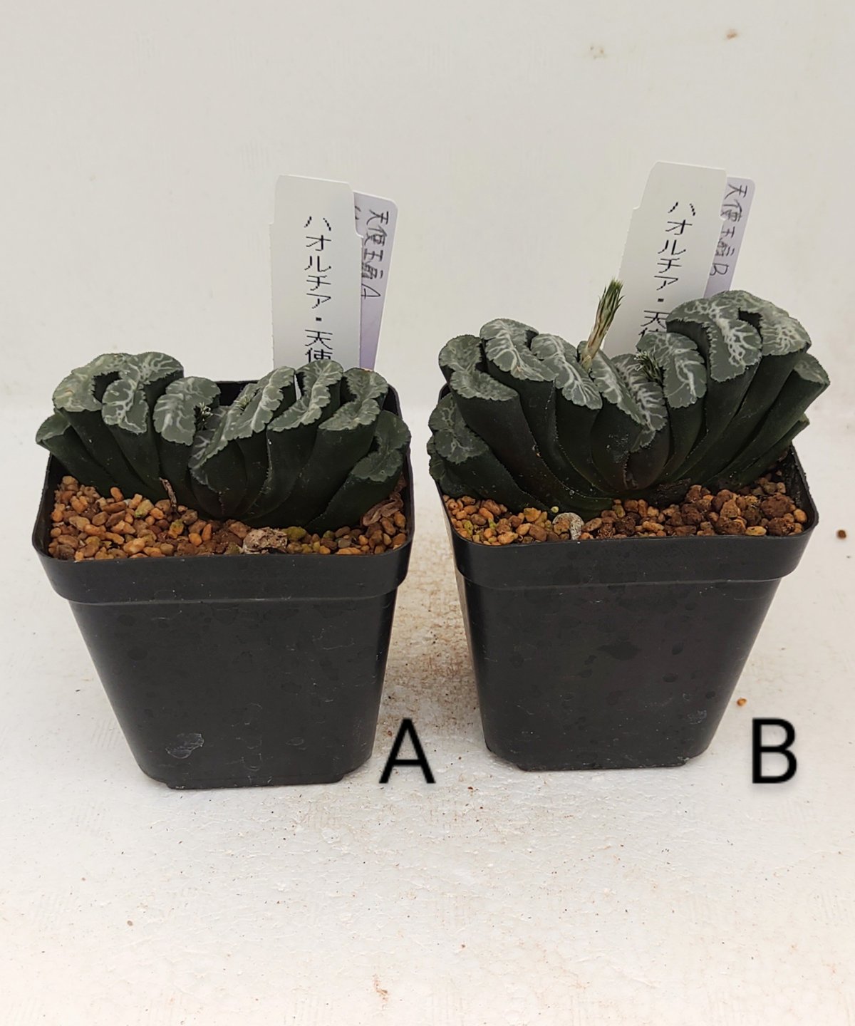 引き取り割引あり　ハオルチア 玉扇 引き取り割引ありハオルチア 玉扇