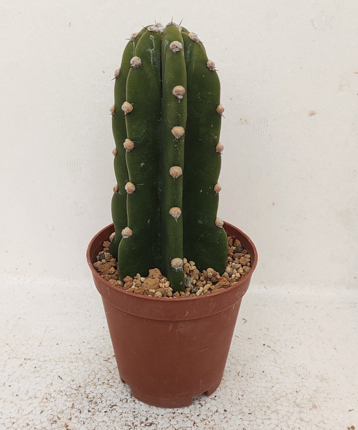 柱サボテン D | toA Succulent