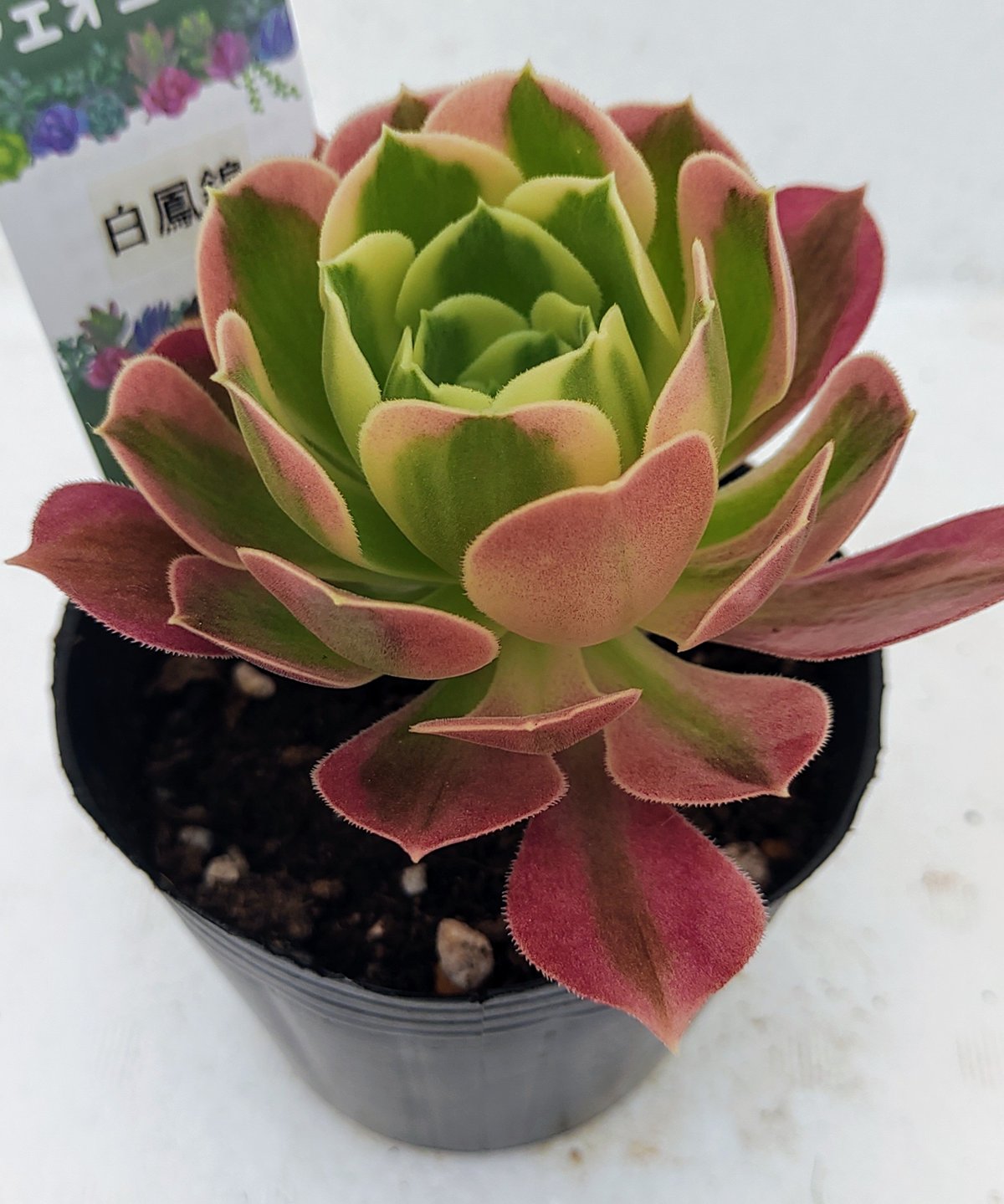 70#多肉植物アエオニウム錦❤️白月光❤️9頭23cm 鉢土付き出荷 白鳳錦 アエオニウム | toA Succulent