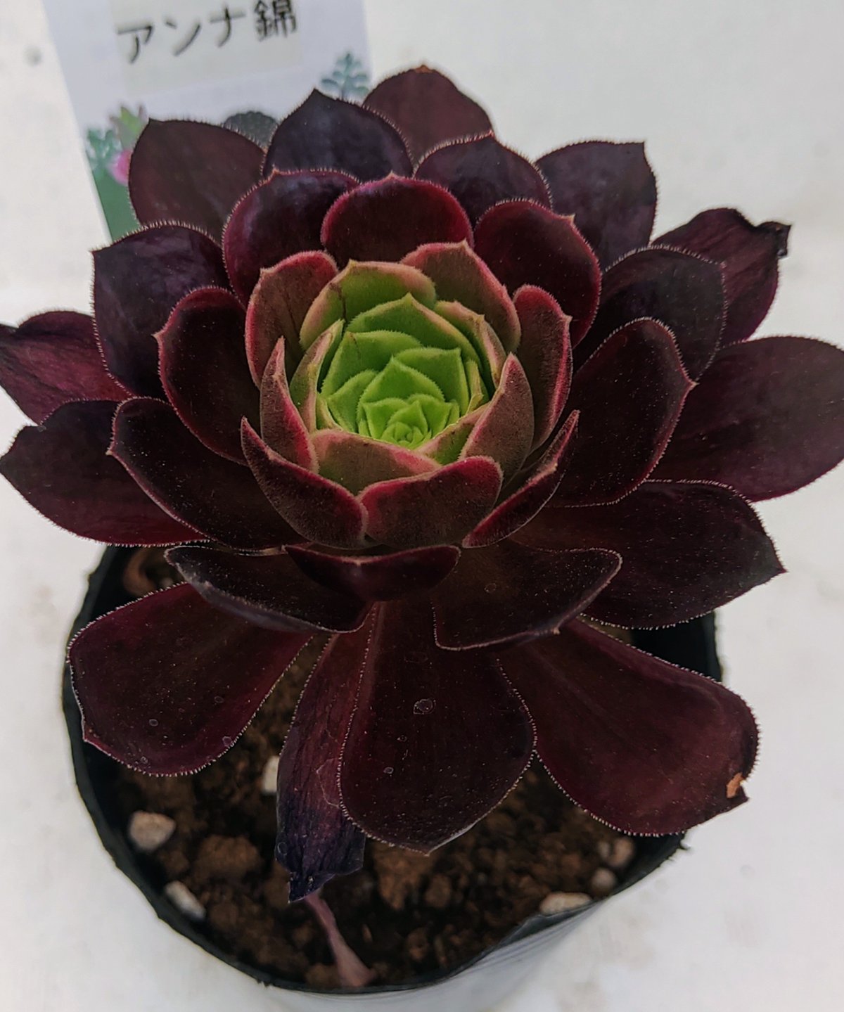 82#多肉植物アエオニウム錦❤️ シャネル❤️10頭 16cm拨き苗