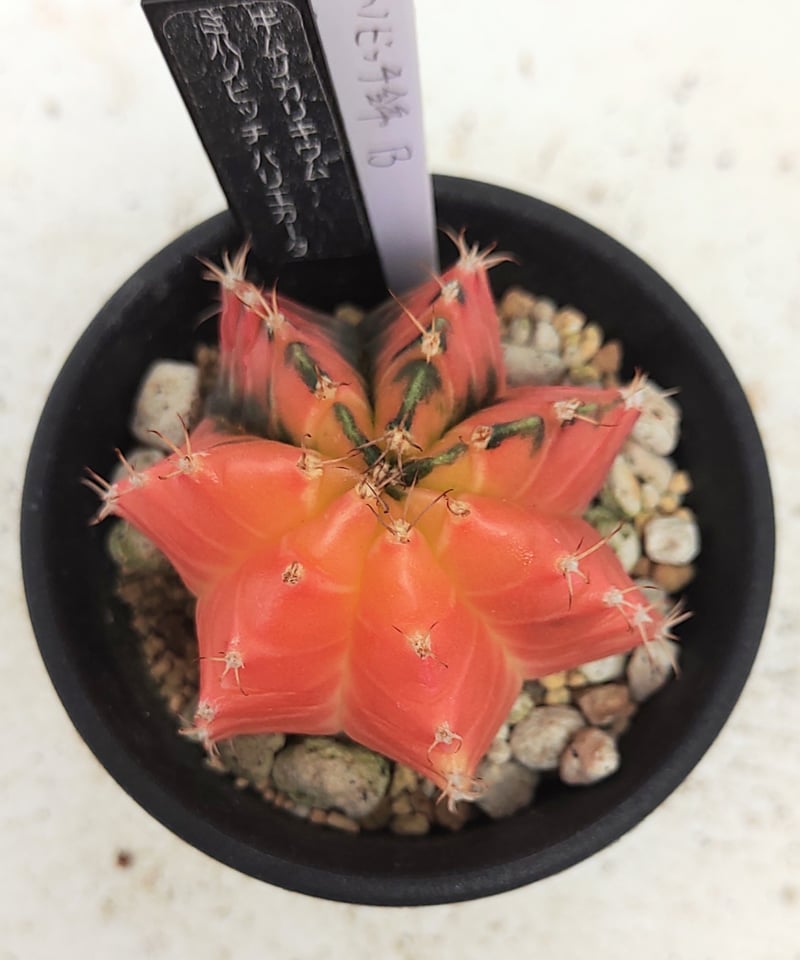 ミハノビッチ錦B サボテン | toA Succulent