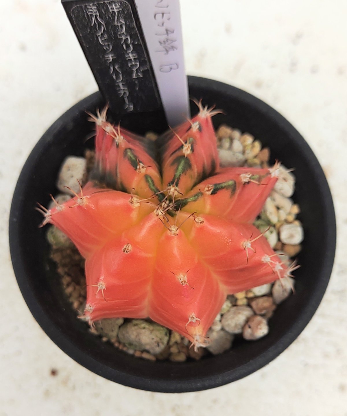 ミハノビッチ錦B サボテン | toA Succulent