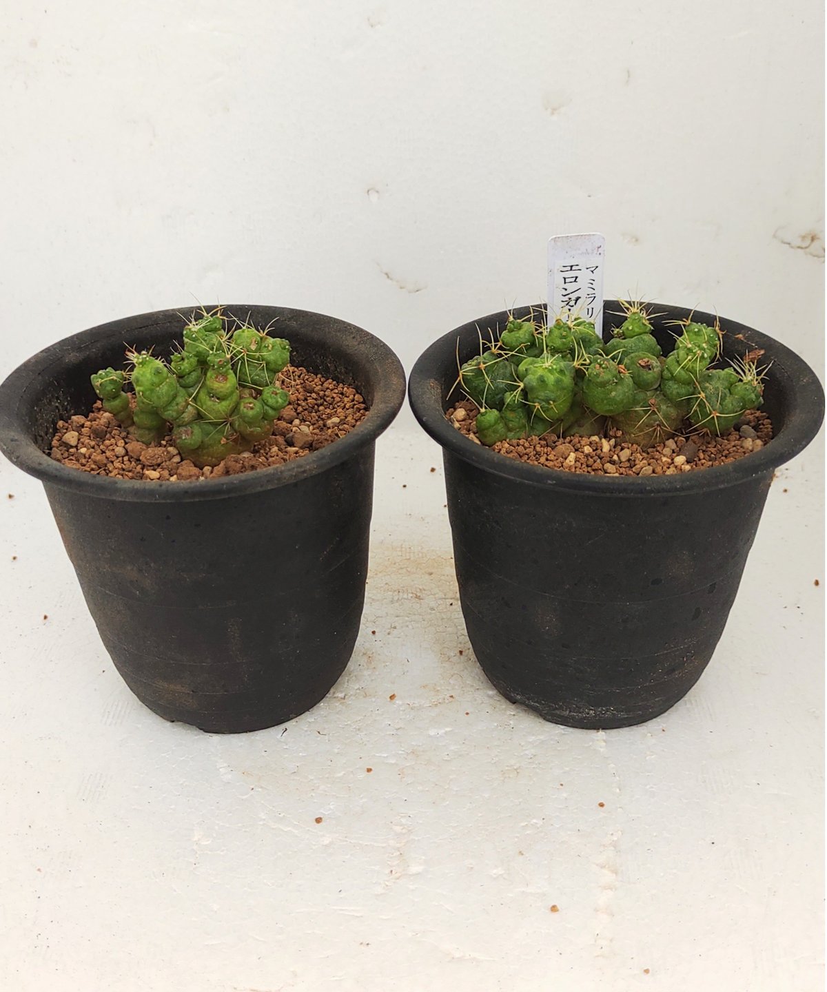 エロンガータモンスト サボテン | toA Succulent エロンガータモンスト サボテン | toA Succulent