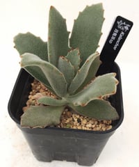 リンリン センペルビウム | toA Succulent